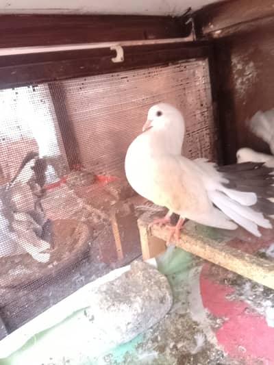 Body white and tail black