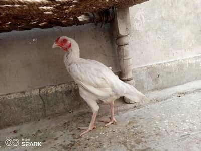 Heera Aseel Female 12 Month Old | Pure Breed
