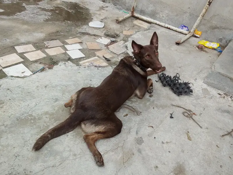 bagyari female copper color — photo 3
