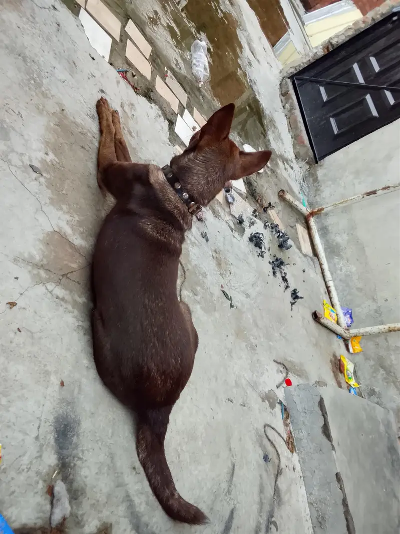 bagyari female copper color — photo 4