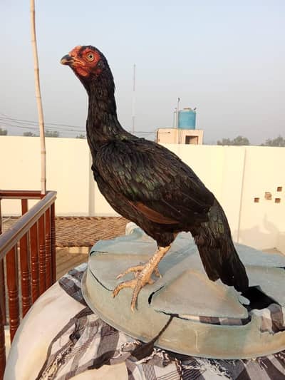 Aseel murgi for sale.
