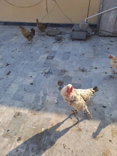 home breed chiken for sale