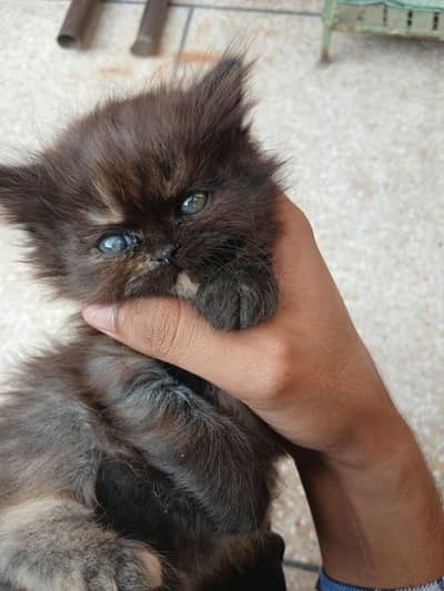 Kittens Pair available for sale