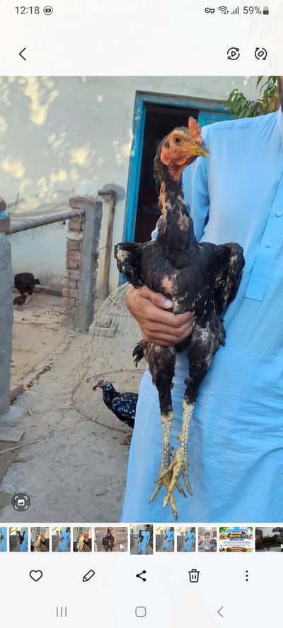 Thai,Pakistani Cross, anmool bird ha 03192165114