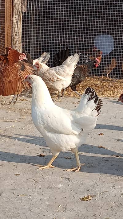 Golden Misri || Desi hens Eggs || Golden Misri Anday || Eggs For Sale