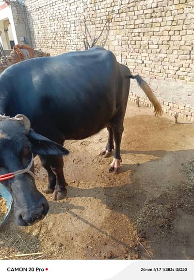 Neli Ravi phelan jhoti for sale