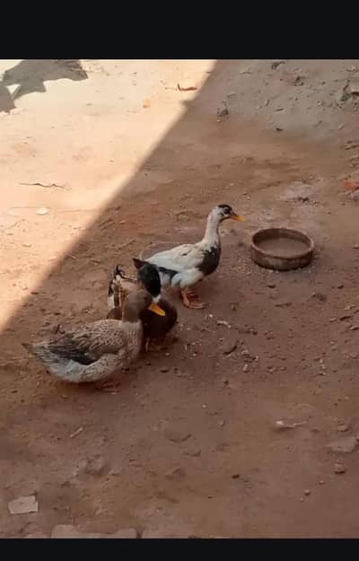 ducks pair