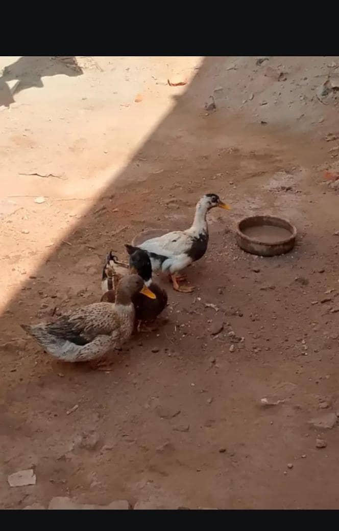ducks pair 0