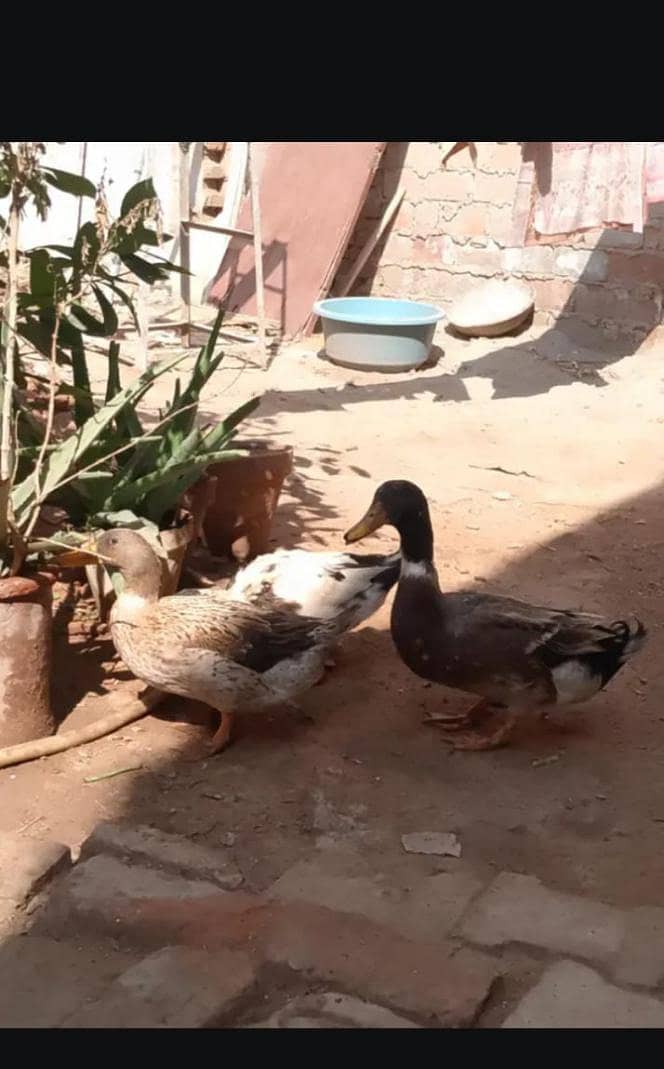 ducks pair 1