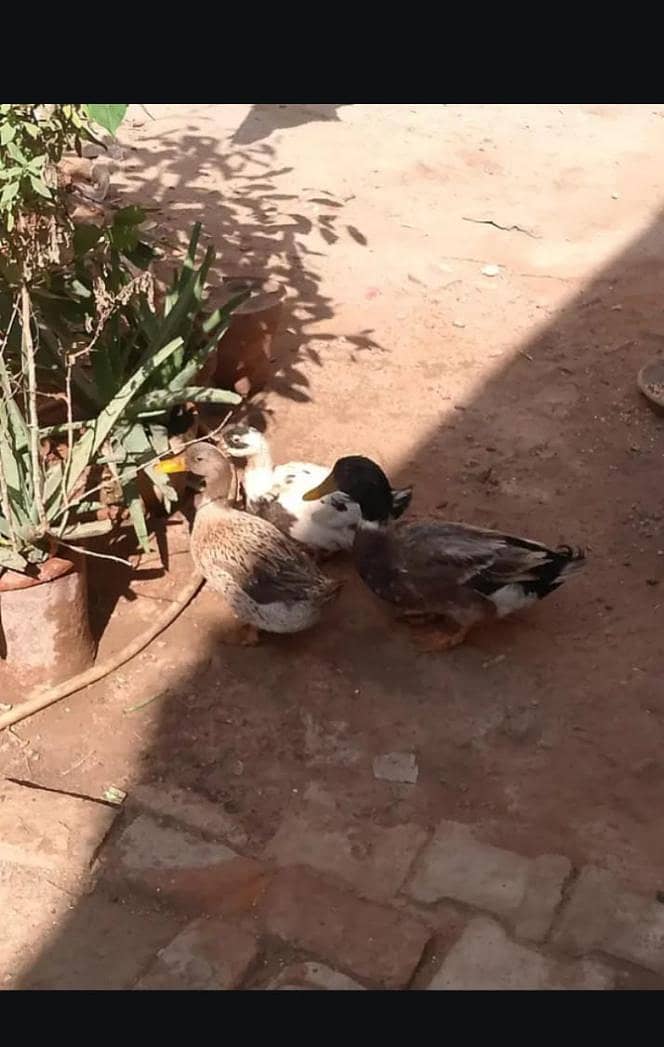 ducks pair 2