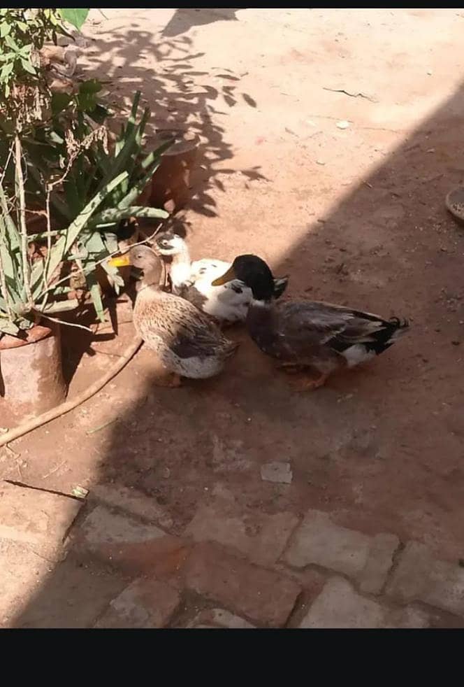 ducks pair 3