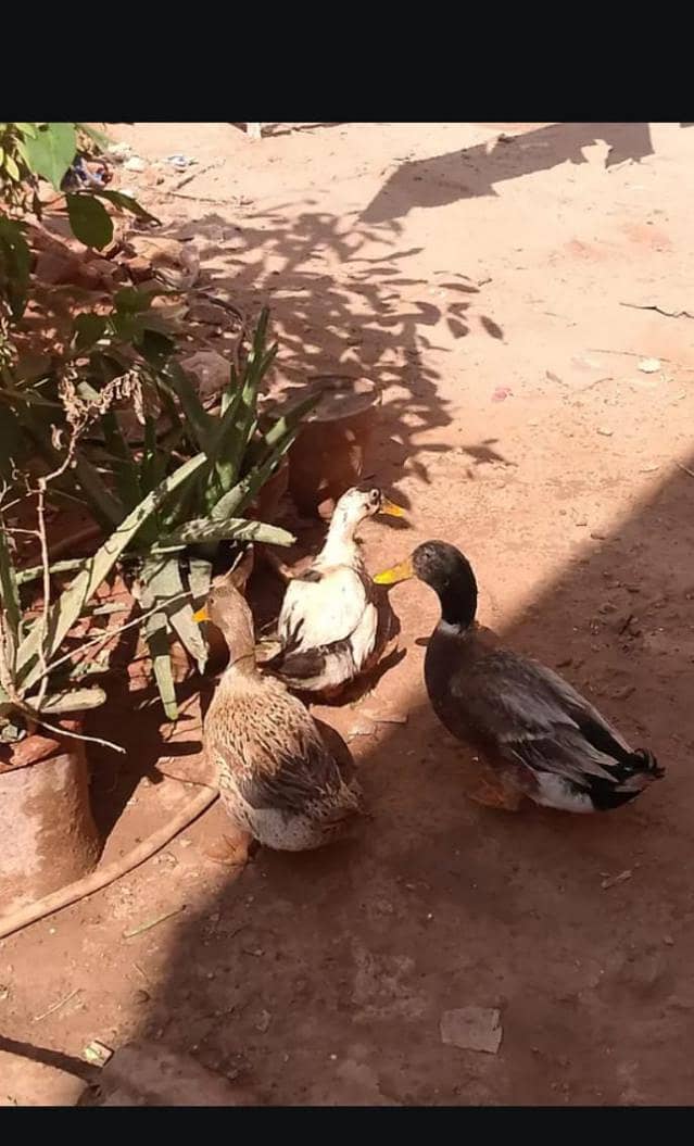 ducks pair 4
