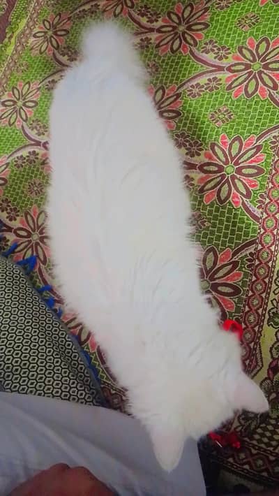 white Persian female triple coated