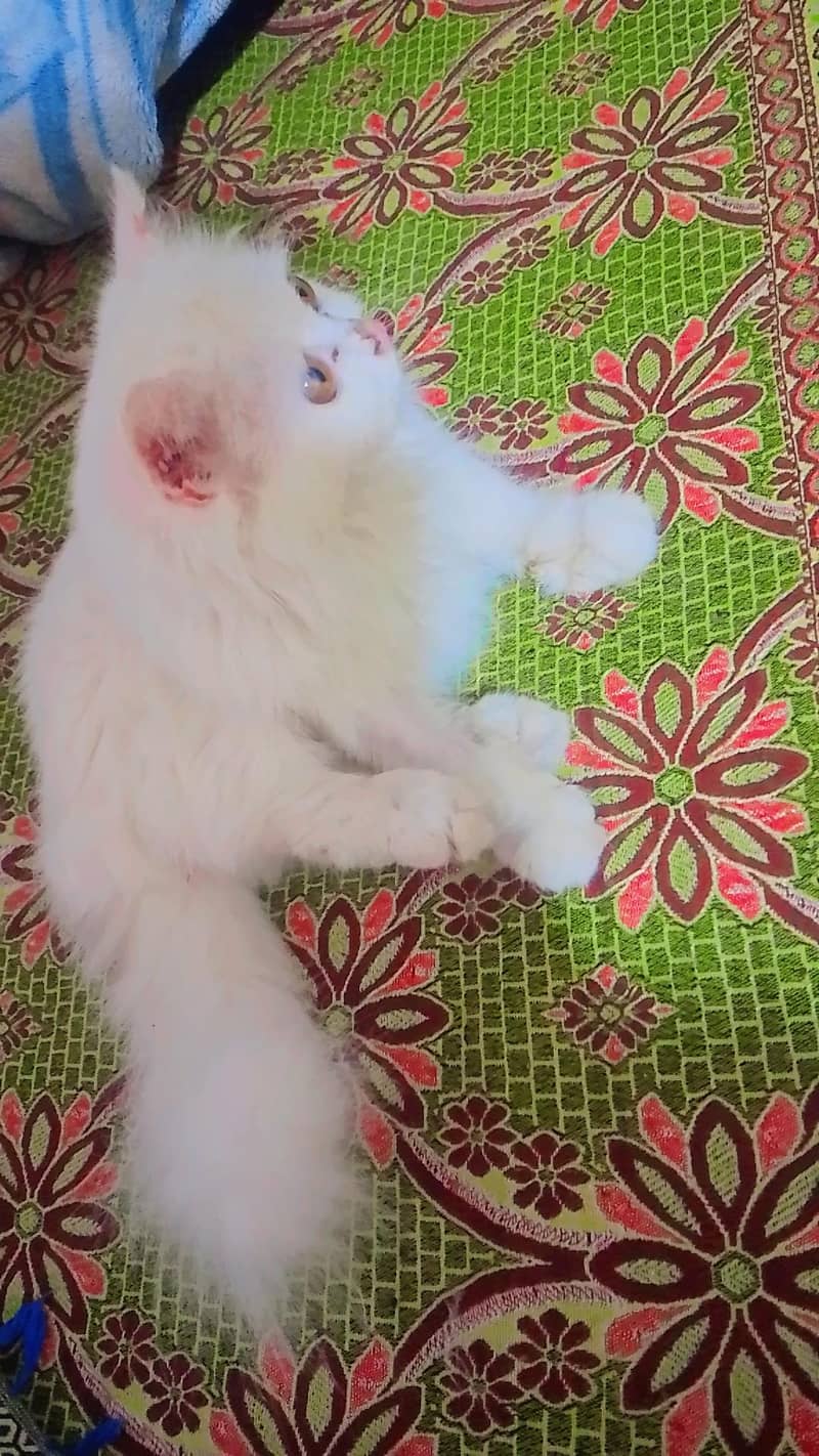white Persian female triple coated - Cats - 1120994756