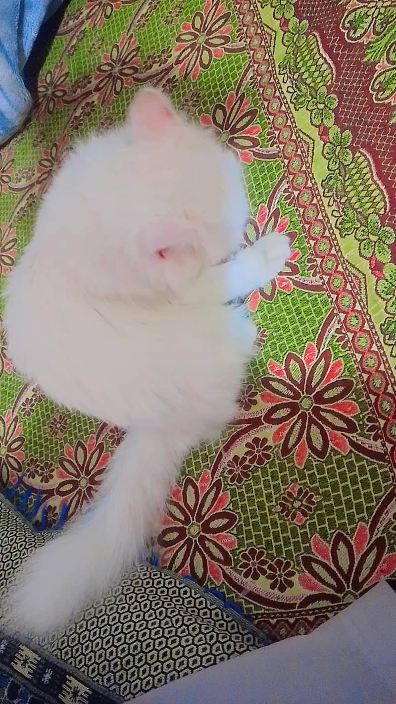 white Persian female triple coated - Cats - 1120994756