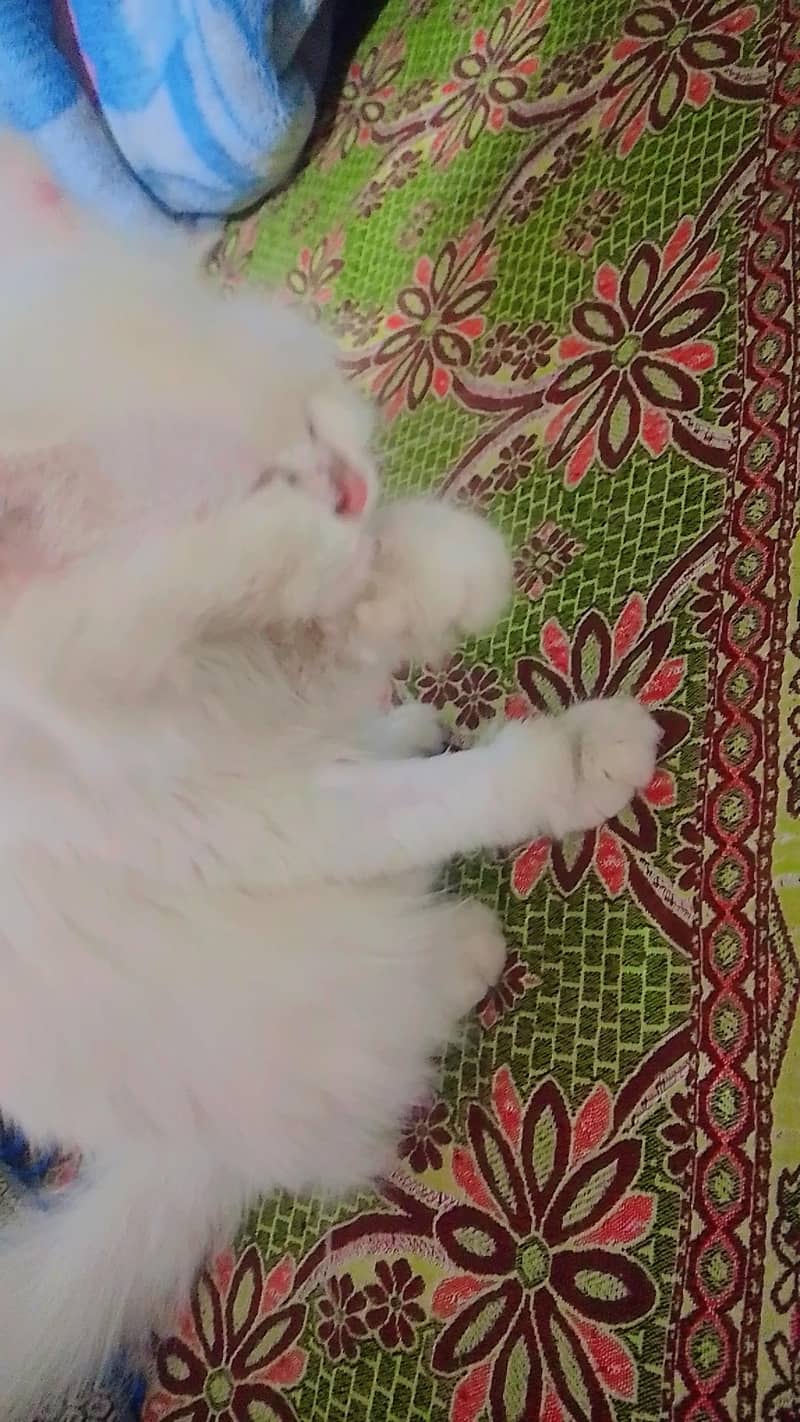 white Persian female triple coated - Cats - 1120994756