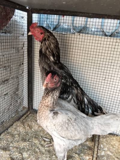 Salayta Aseel Pair available ha 03099019811