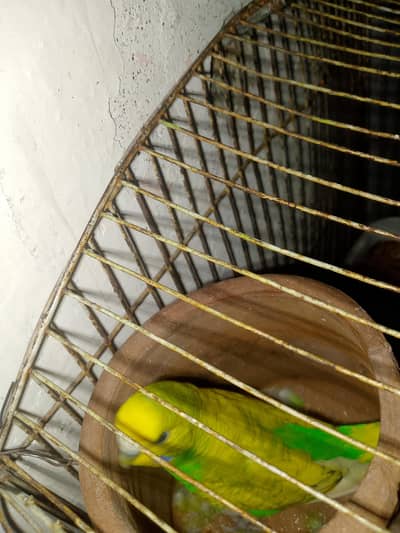 Australian pair for sale