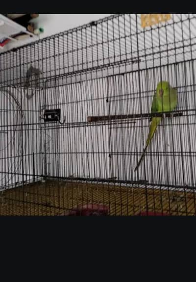 Green Parrots and kabutar