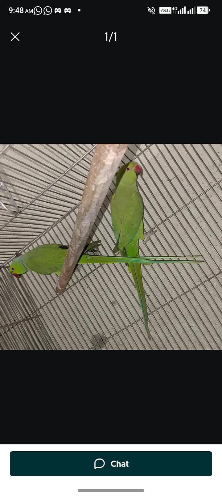 Green Parrots and kabutar - Parrots - 1120995072
