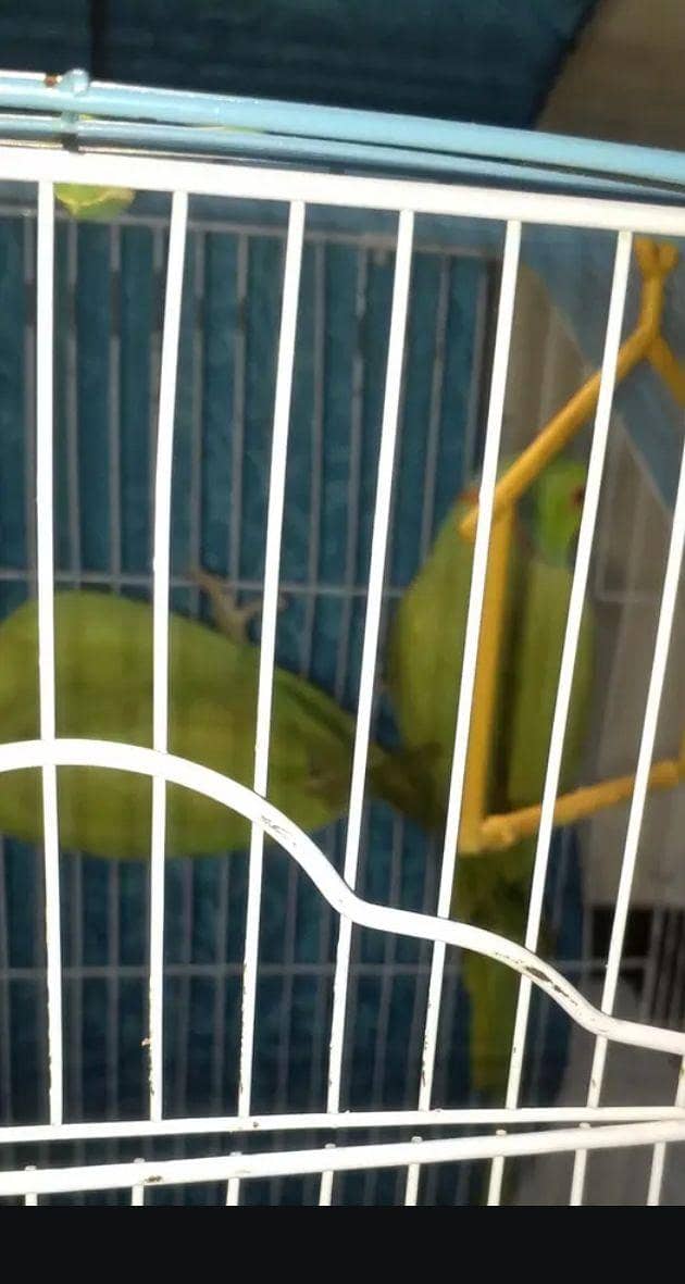 Green Parrots and kabutar - Parrots - 1120995072