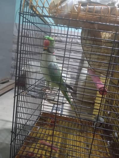 Raw Alexandrine 03075645564
