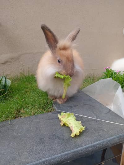 Angora rabbits for sale