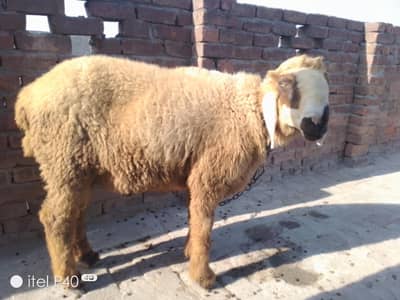 Beautiful Beetal Cross-Breed Male Goat for Sale