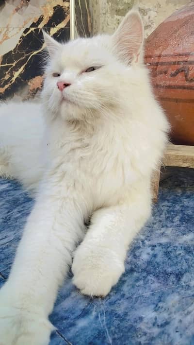 Cat pair for sale
