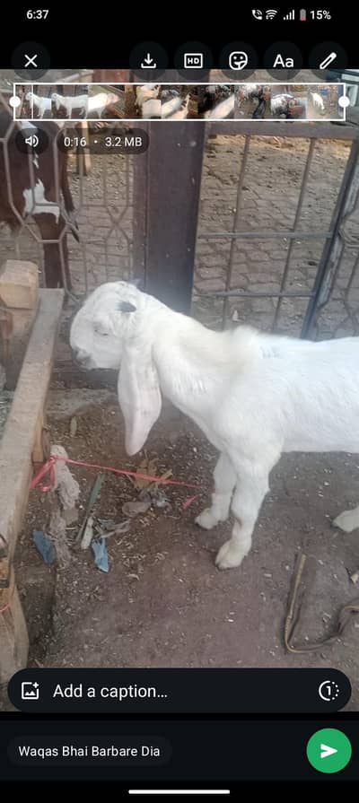bakra for sale