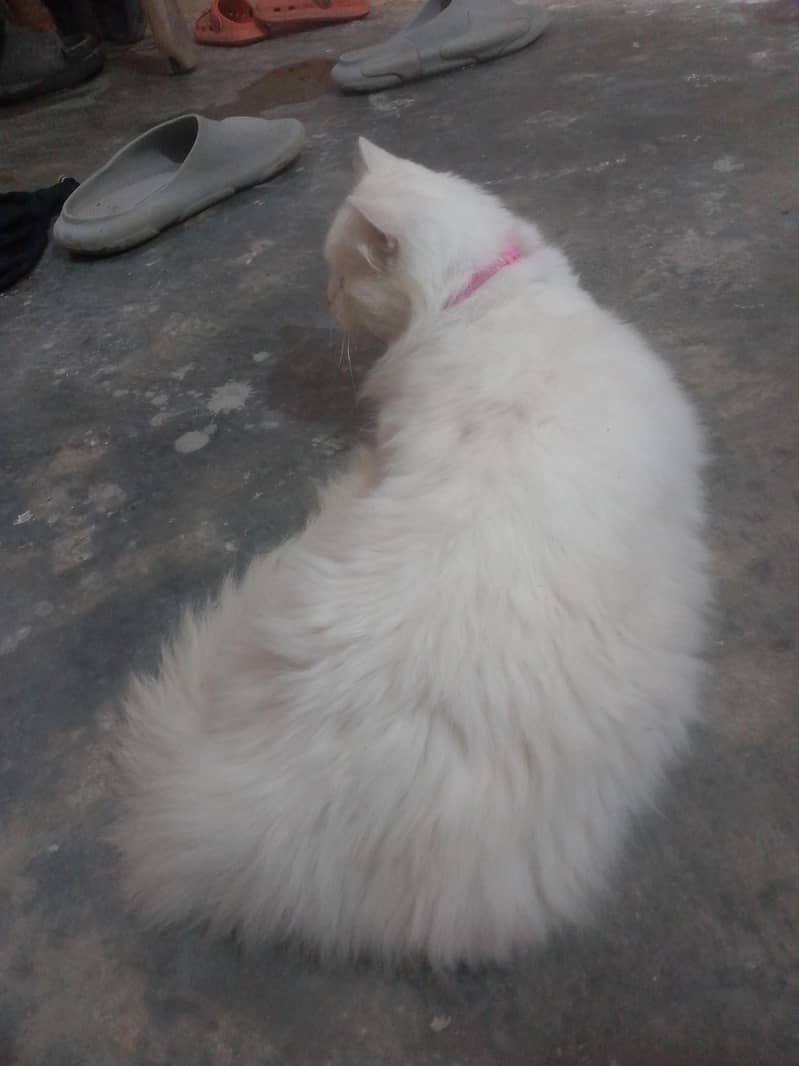 vip cat 0