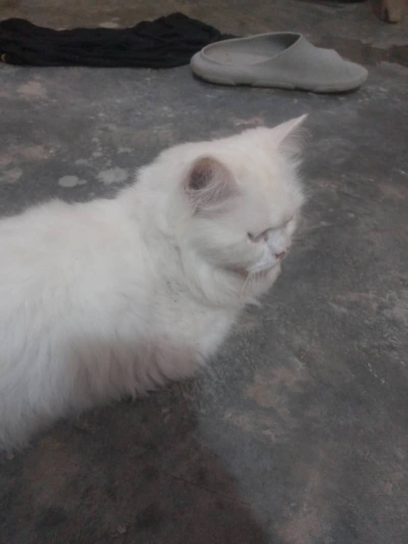 vip cat 1