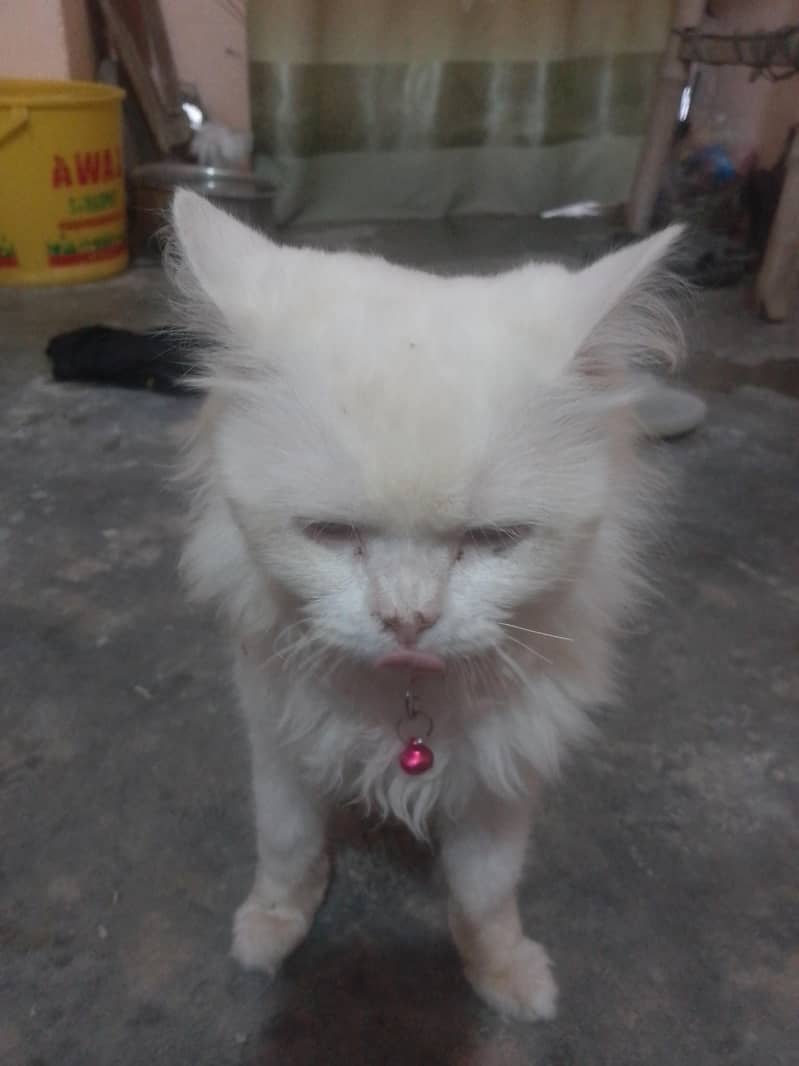 vip cat 2