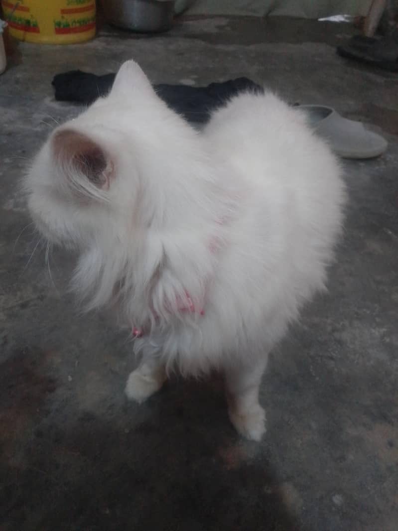 vip cat 3