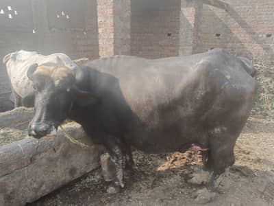 ak adad buffalo taza soi