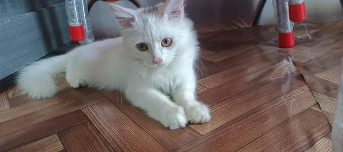 Persian cat halthi and active