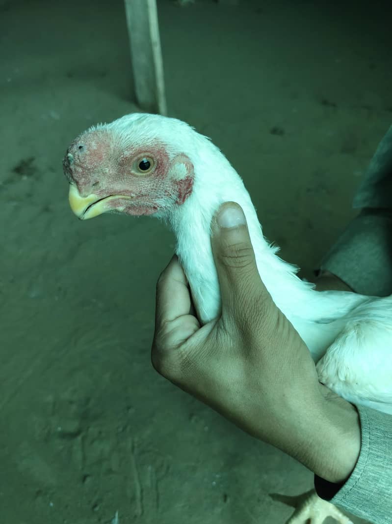 fancy hens / indian parrot beak / Phoenix hens / yokohama hens / hen ...
