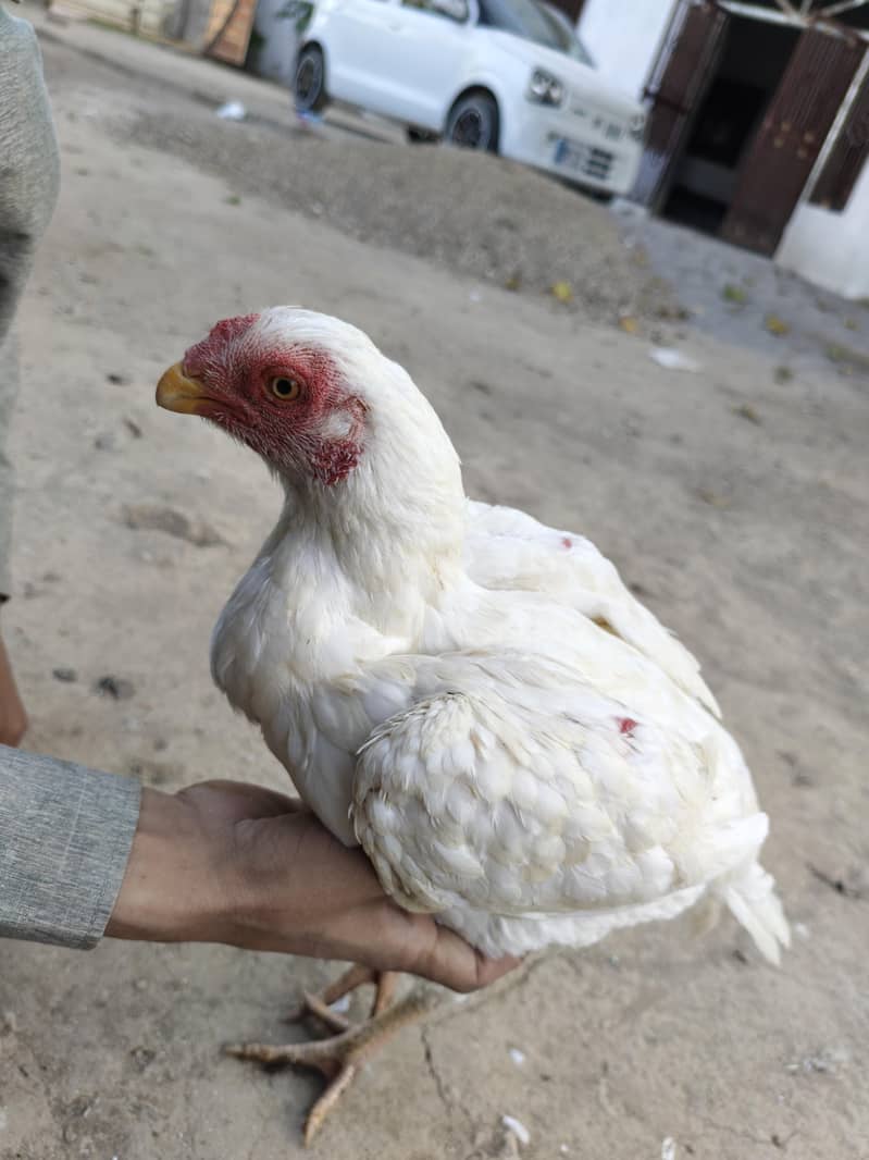 fancy hens / indian parrot beak / Phoenix hens / yokohama hens / hen ...