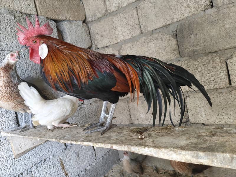 fancy hens / indian parrot beak / Phoenix hens / yokohama hens / hen ...
