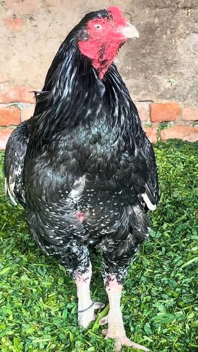 Old Bloodline Lasani breeder . High quality
