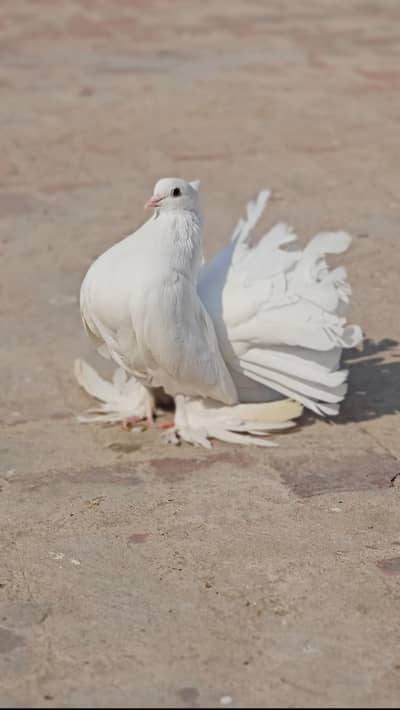 Indian Breeder Male