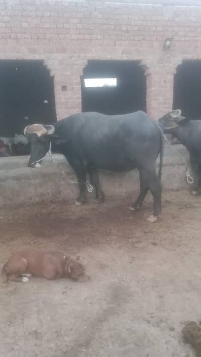 bull for sale
