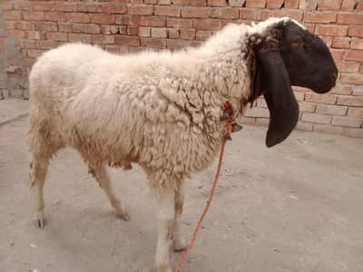 urgent code for sale bedroom Umar 6 mahine nar hai
