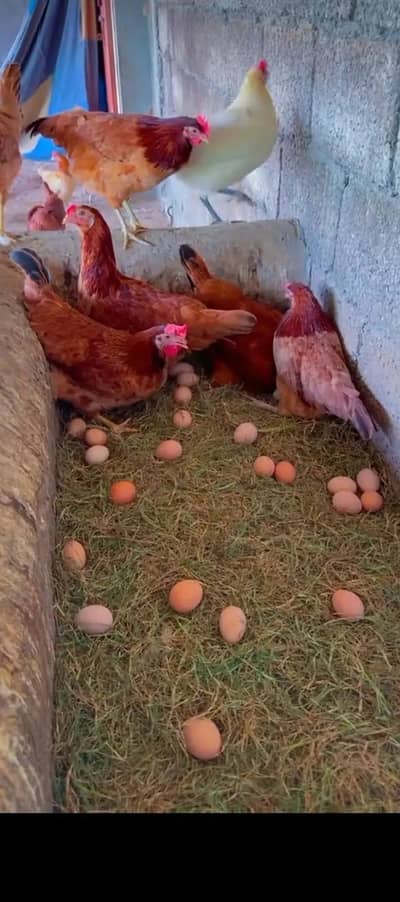 Anday Wali murgi / golden misri / hens / eggs laying hens / hen