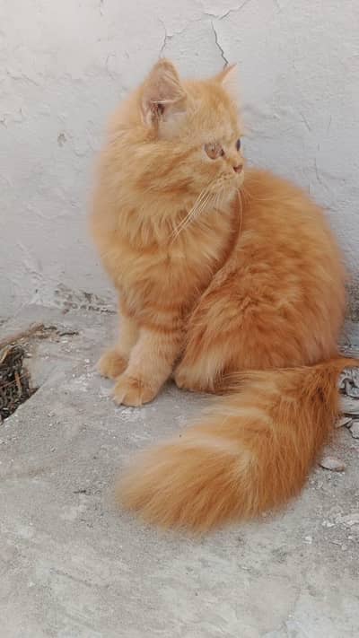Female cat for sale (mother peki father punch face)