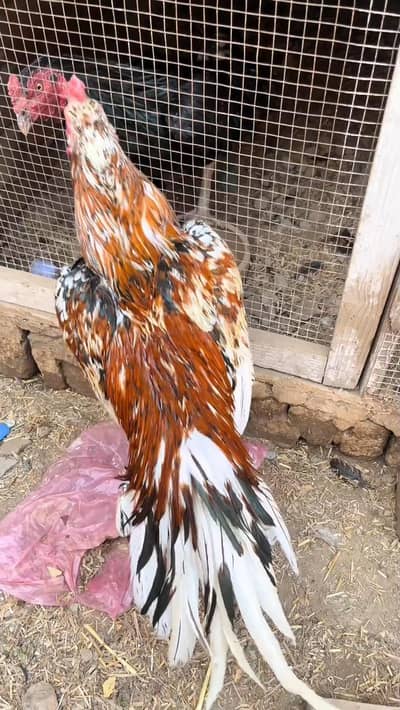 Ma Sh Allah Beautiful Cheena Aseel for Sale