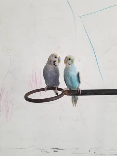 all parrots available num 03008408524