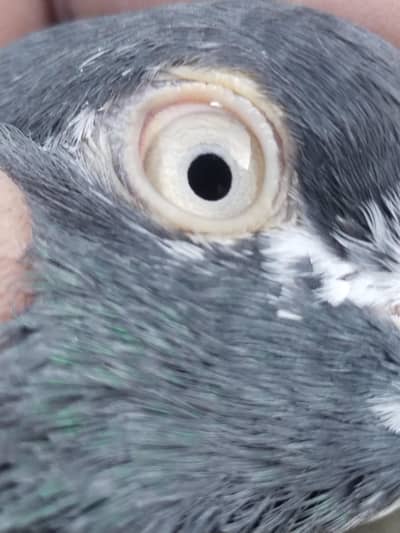 taddy pigeon
