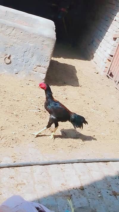 pure aseel murga for sale