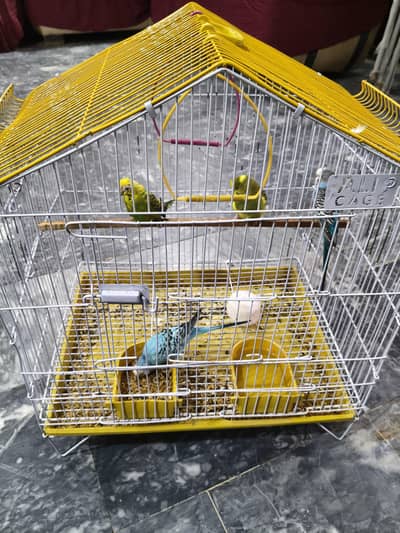 Budgies Parrots with Cage for Sale – Beautiful Yellow & Blue Pair